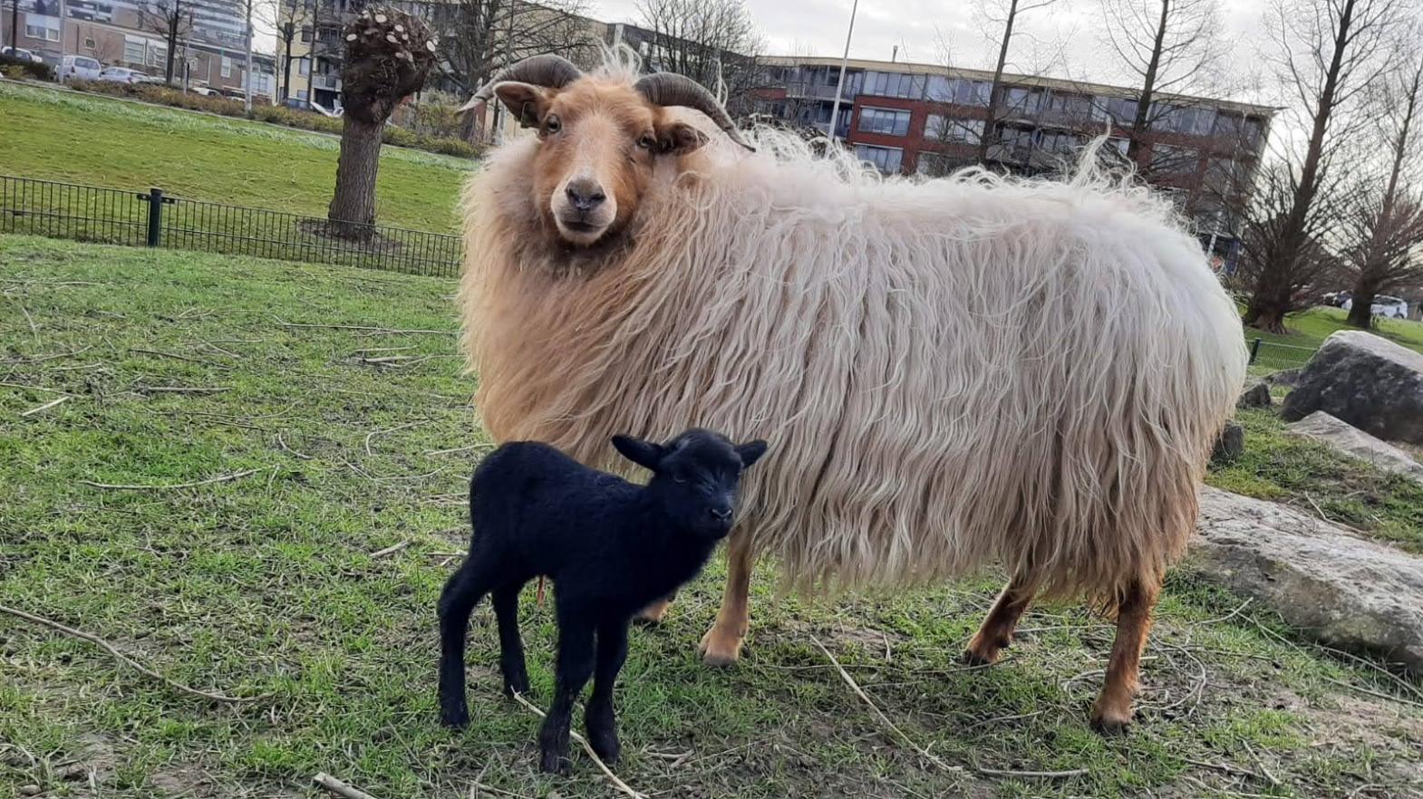 Schaap met zwart lammetje