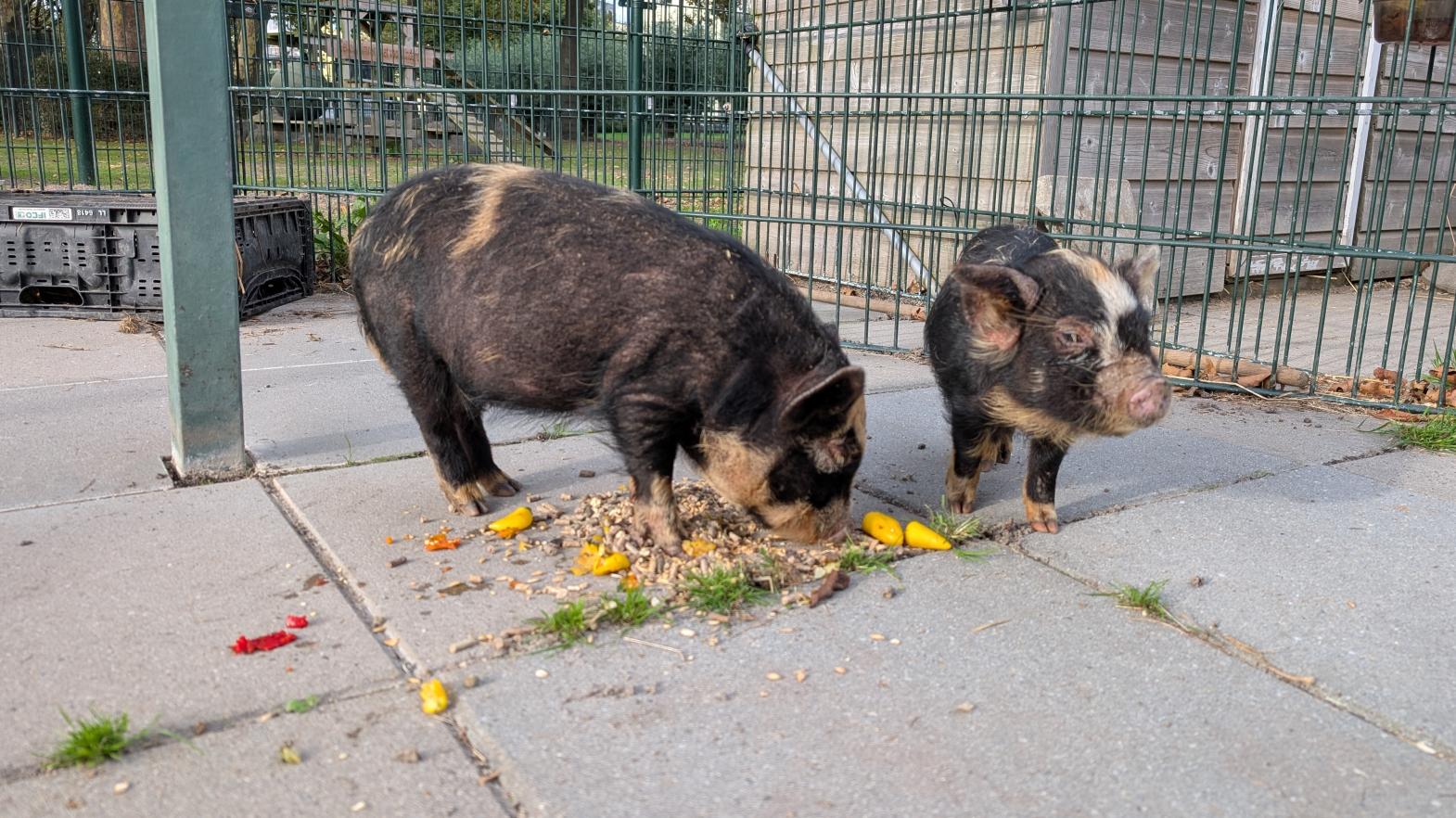 varkentjes Jet en Saar staan lekker te eten
