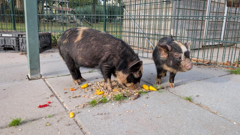 varkentjes Jet en Saar staan lekker te eten