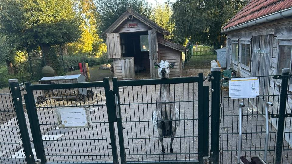 geitje staand tegen het hek
